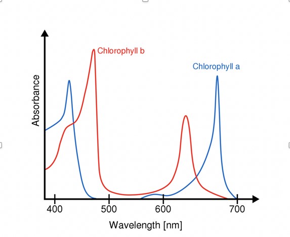 absorbance graph for chlorophyll