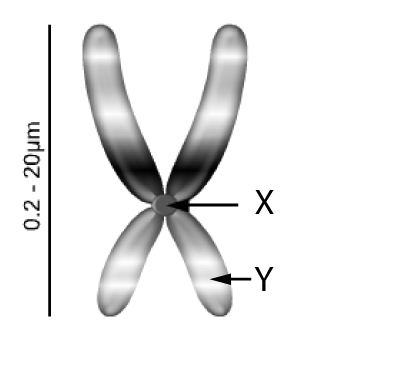 Condensed Eukaryotic Chromosome