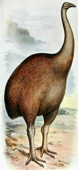 North Island giant moa