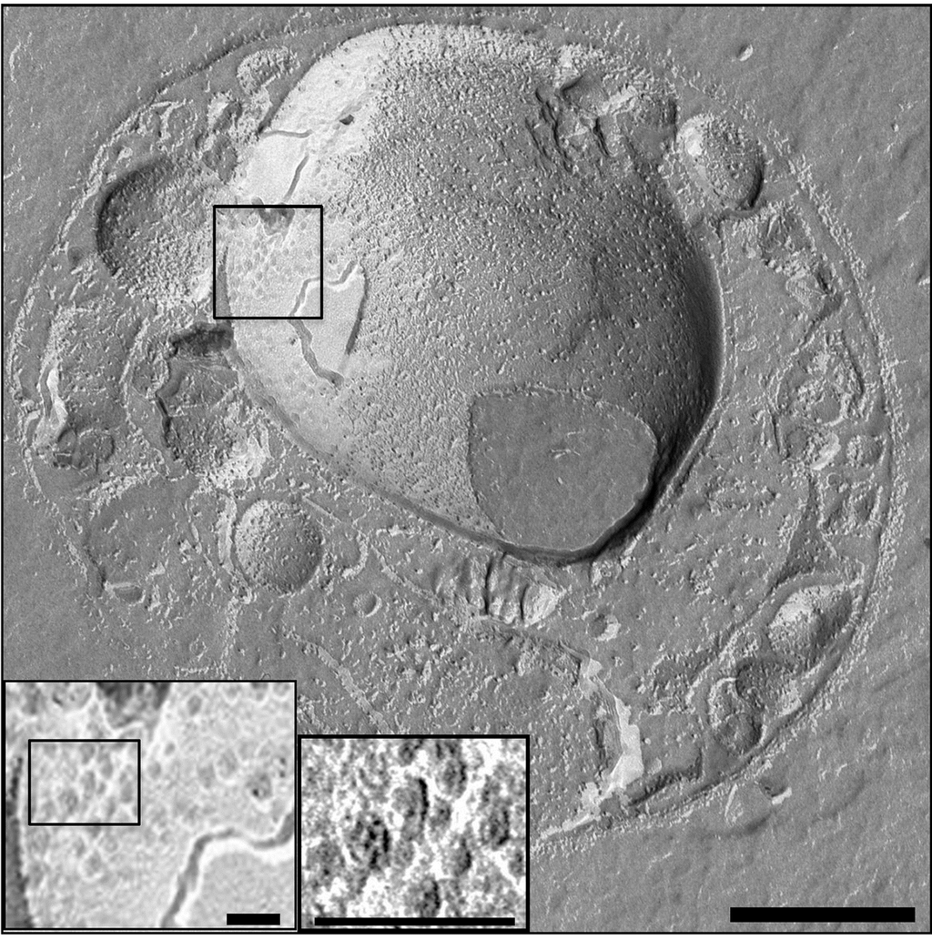 cell structure microscope image