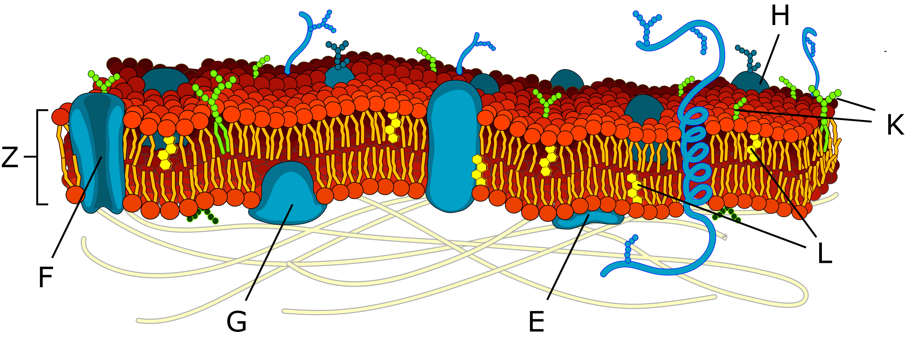 cell membrane diagram