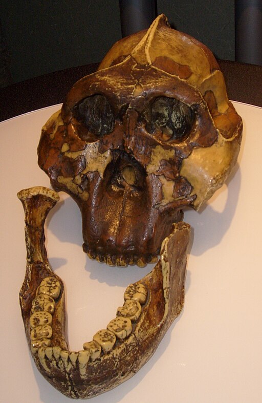 Paranthropus boisei skull