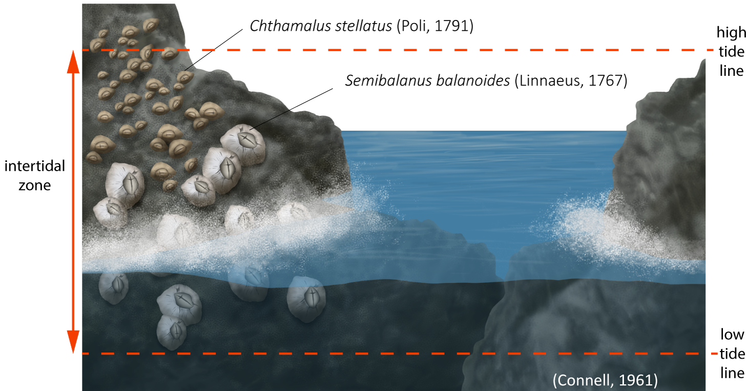 Competitive_exclusion_in_barnacles