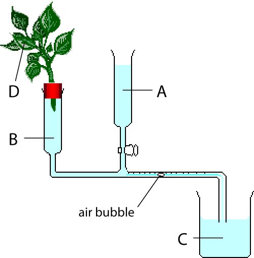 Potometer diagram