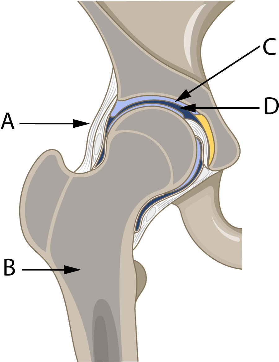 human hip joint - diagram