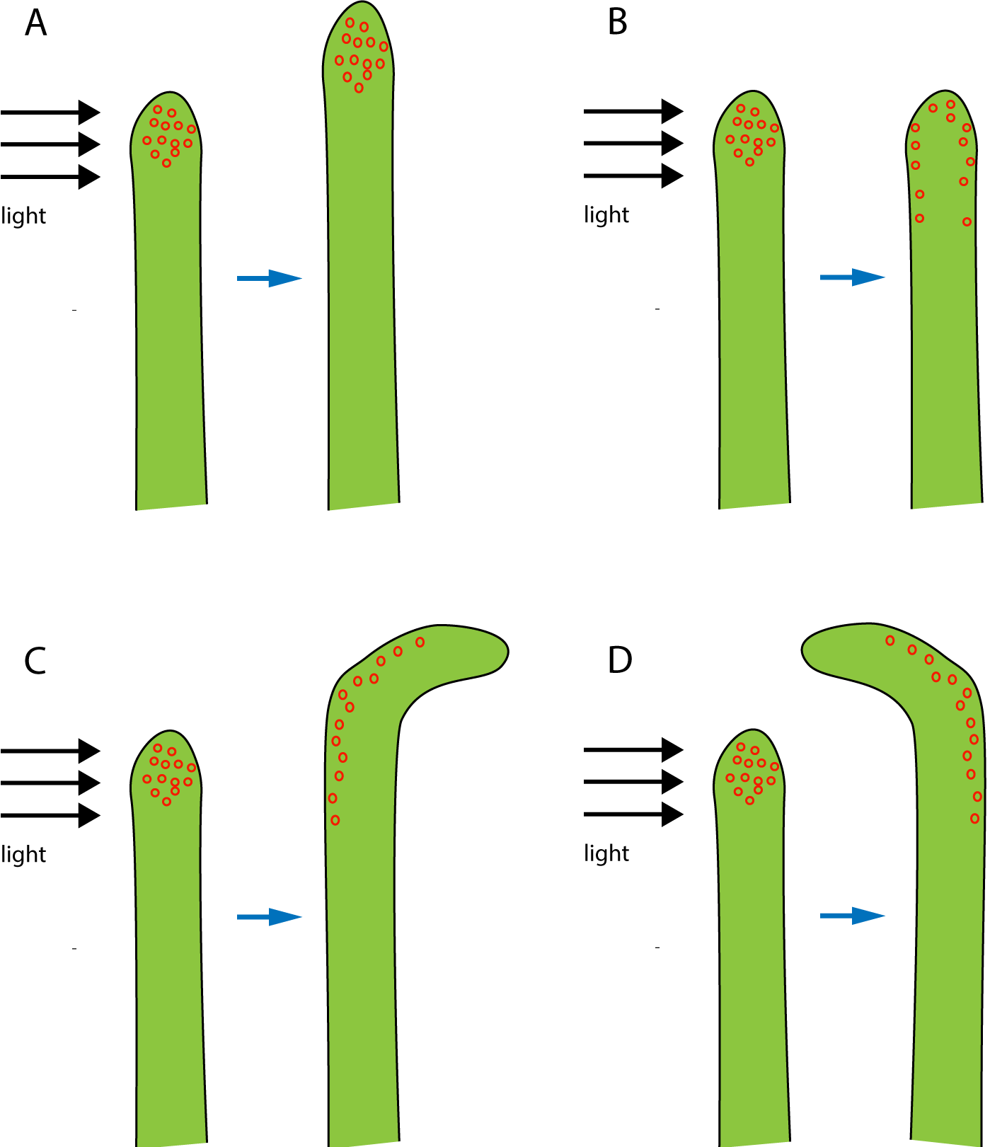 plant root in light - 4 versions