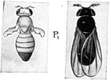 illustration of fruit flies - Drosophila