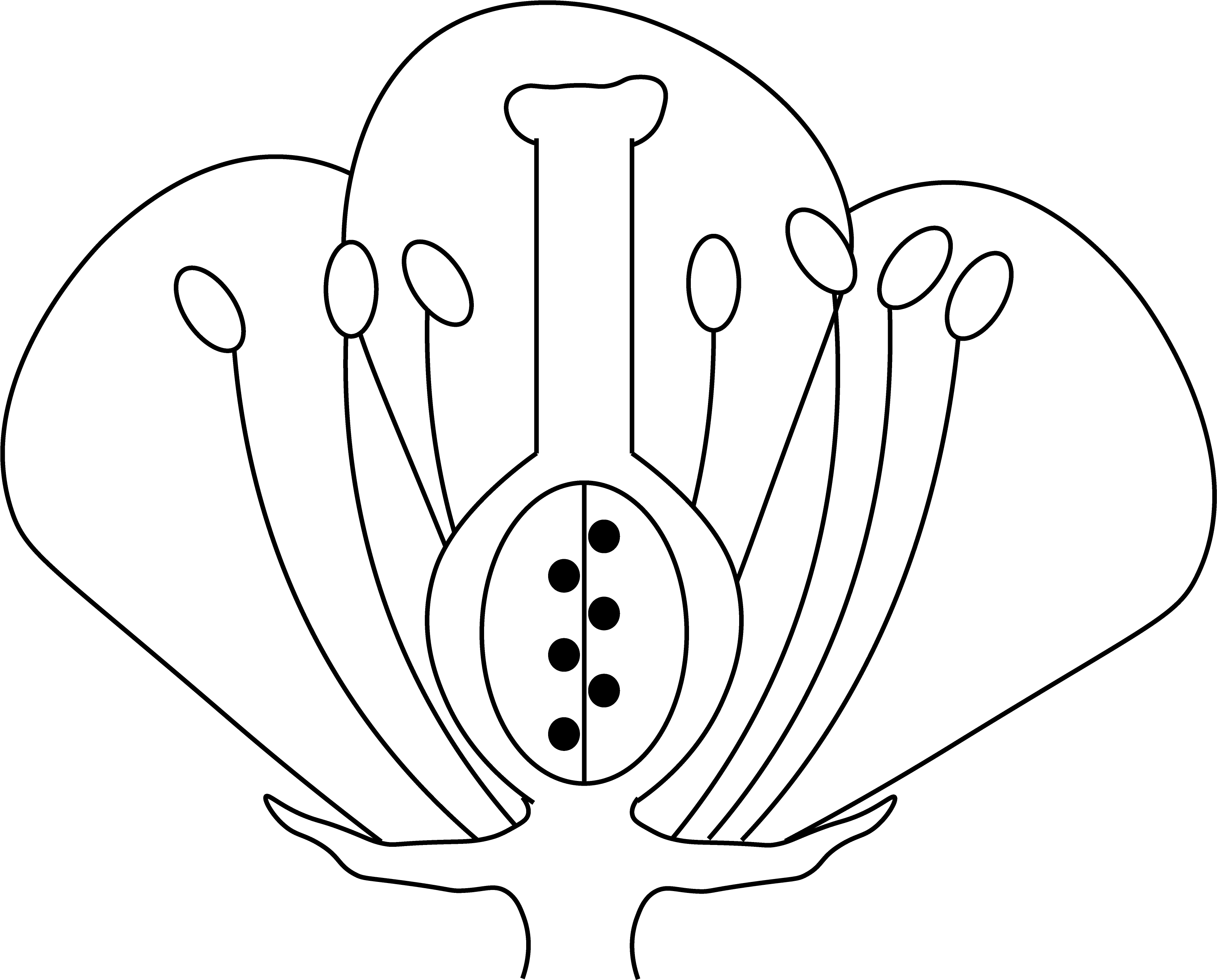 flower illustration