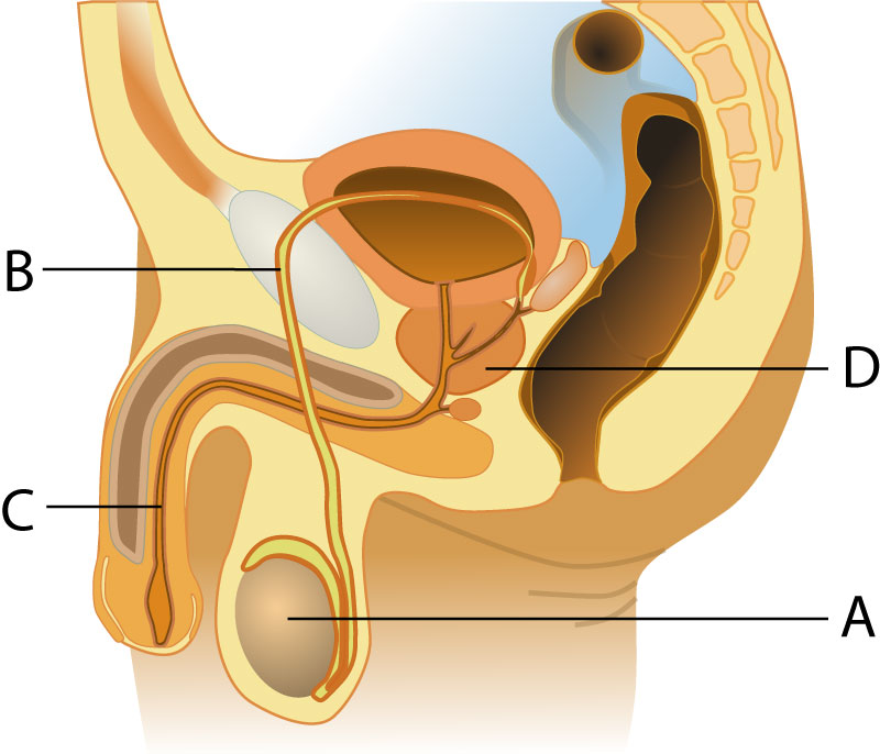 male reproduction system