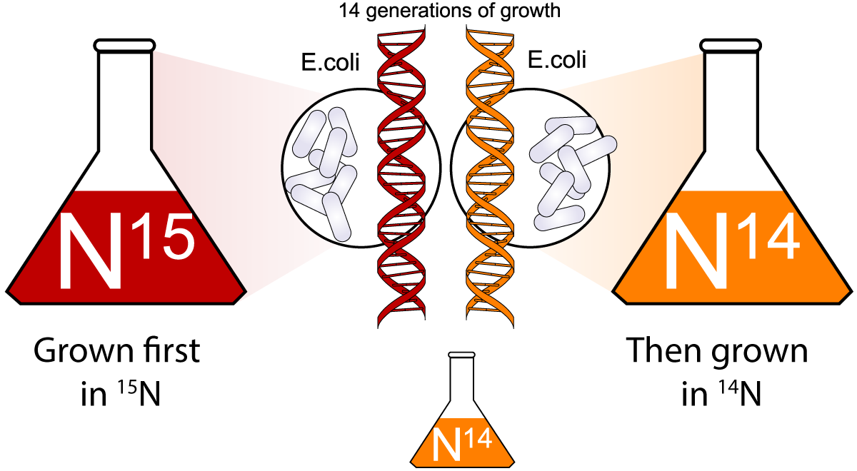 Meselson-stahl_experiment_diagram