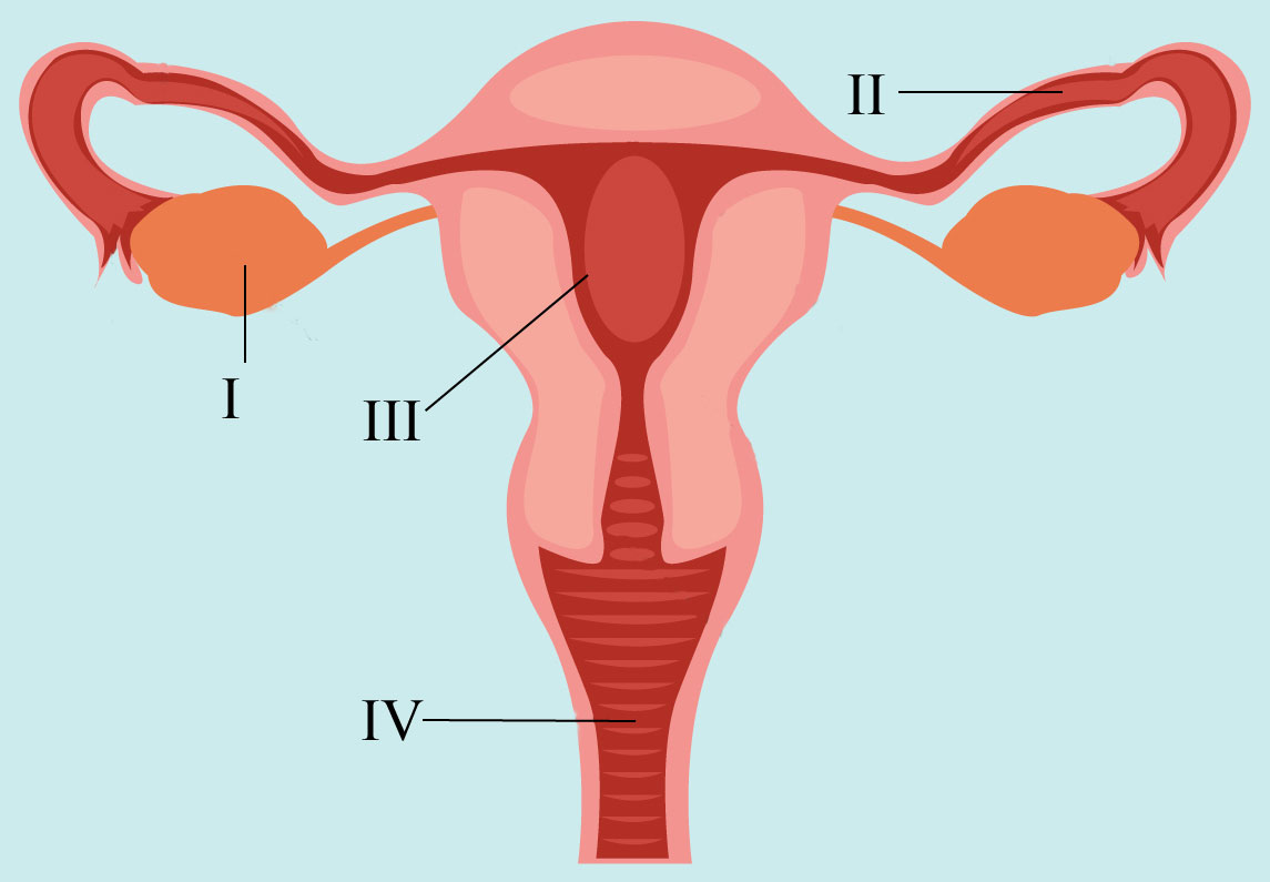 female reproductive system