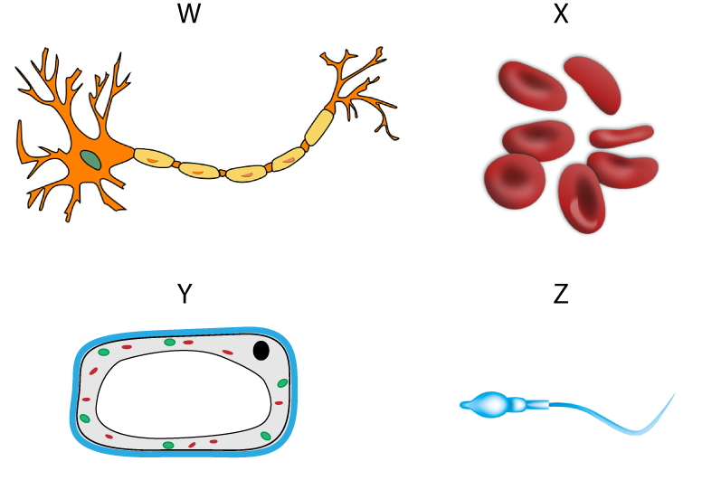 KS3 Cells | Grade Gorilla