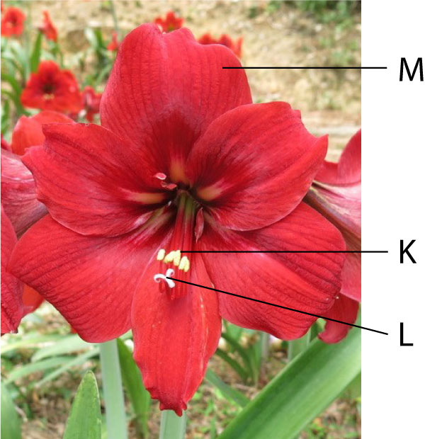 red flower - labelled