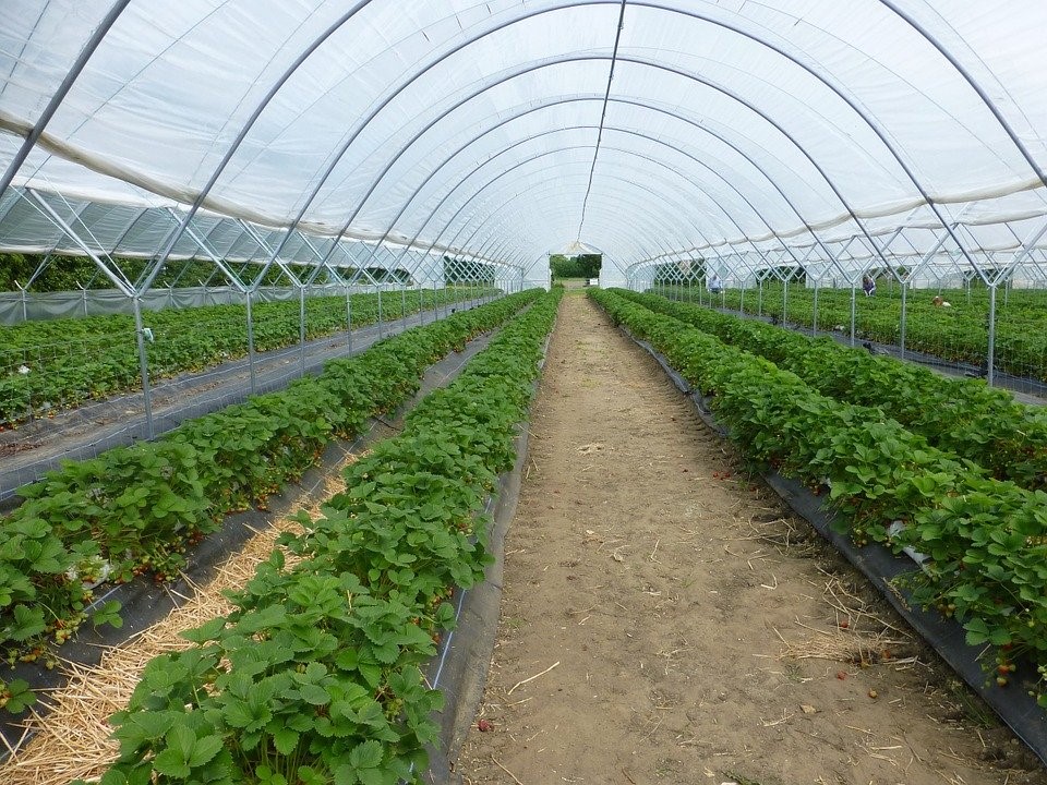 crops growing in a plastic shelter