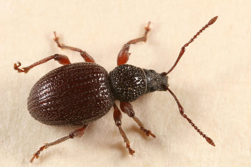 A stawberry weevil