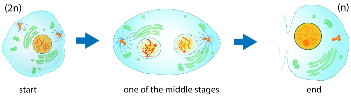cell division stages