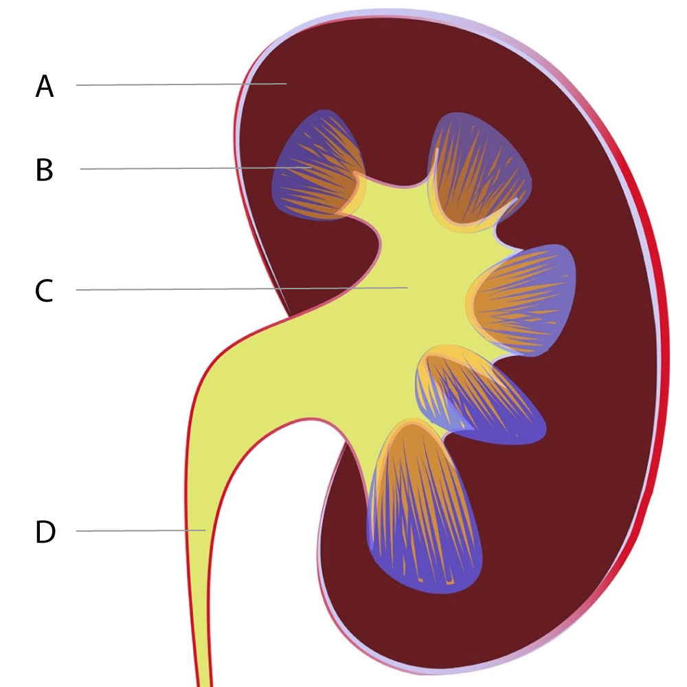 detailed diagram of the kidney