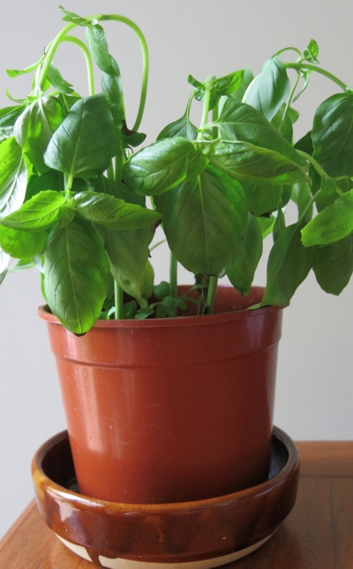 wilted basil plant
